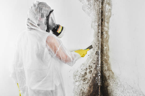 Best Localized Mold Remediation (e.g., coastal areas, humid climates) in Sunnyside Tahoe City, CA