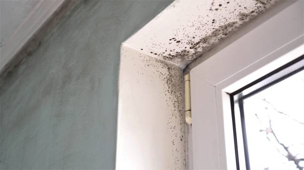 Reliable Sunnyside Tahoe City, CA Mold Remediation Solutions