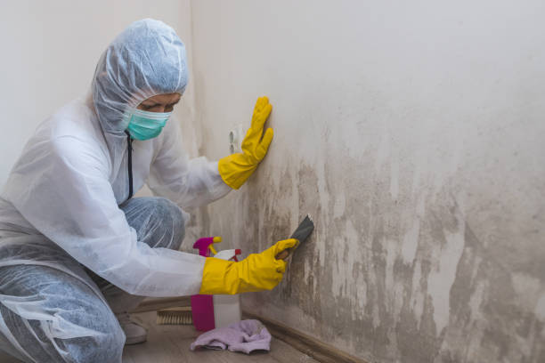 Best Basement Mold Remediation in Sunnyside Tahoe City, CA