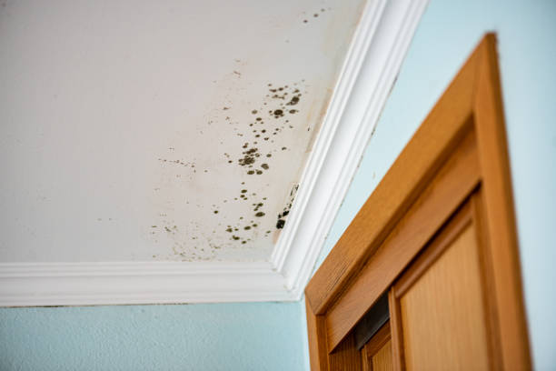 Best HVAC Mold Remediation in Sunnyside Tahoe City, CA