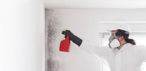 Best Black Mold Remediation in Sunnyside Tahoe City, CA