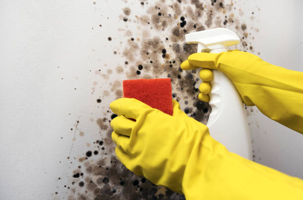 Best Kitchen Mold Remediation in Sunnyside Tahoe City, CA