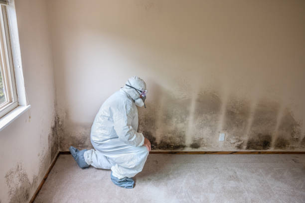 Best Post-Flood Mold Remediation in Sunnyside Tahoe City, CA